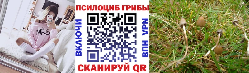 где можно купить наркотик  Змеиногорск  ссылка на мегу зеркало  Псилоцибиновые грибы прущие грибы 
